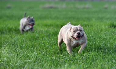 Yeşil tarlada güzel bir Amerikan zorba köpeği