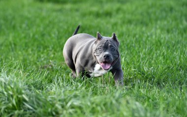 Yeşil tarlada güzel bir Amerikan zorba köpeği