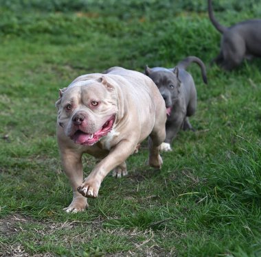 Yeşil tarlada güzel bir Amerikan zorba köpeği