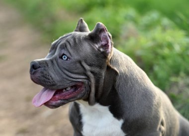 Yeşil tarlada güzel bir Amerikan zorba köpeği