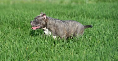 Yeşil tarlada güzel bir Amerikan zorba köpeği