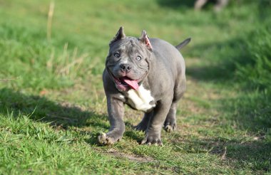 Yeşil tarlada güzel bir Amerikan zorba köpeği