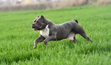 Yeşil tarlada güzel bir Amerikan zorba köpeği
