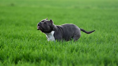 Yeşil tarlada güzel bir Amerikan zorba köpeği