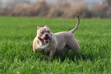Yeşil tarlada güzel bir Amerikan zorba köpeği