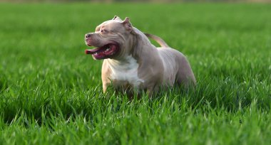 Yeşil tarlada güzel bir Amerikan zorba köpeği