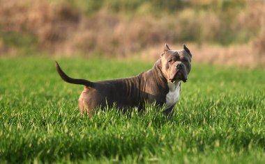 Yeşil tarlada güzel bir Amerikan zorba köpeği