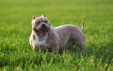 Yeşil tarlada güzel bir Amerikan zorba köpeği