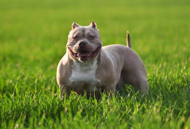 Yeşil tarlada güzel bir Amerikan zorba köpeği