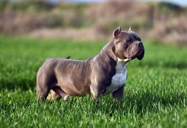 Yeşil tarlada güzel bir Amerikan zorba köpeği