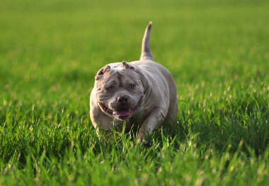 Yeşil tarlada güzel bir Amerikan zorba köpeği