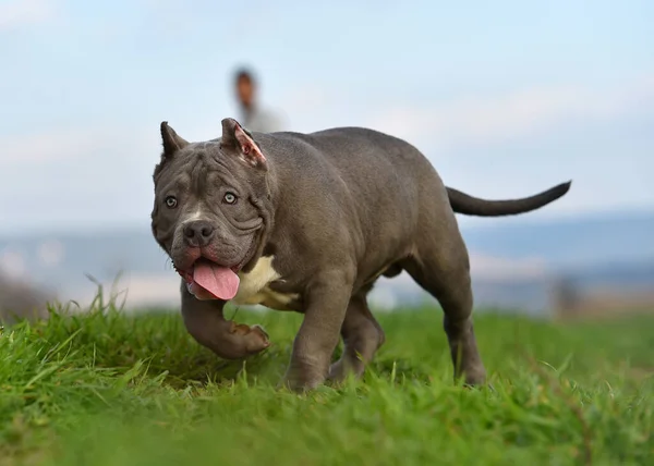 Bully Hund Som Springer Det Gröna Fältet — Stockfoto