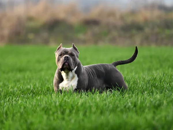 Bully Hund Som Springer Det Gröna Fältet — Stockfoto