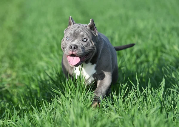 Bully Hund Som Springer Det Gröna Fältet — Stockfoto