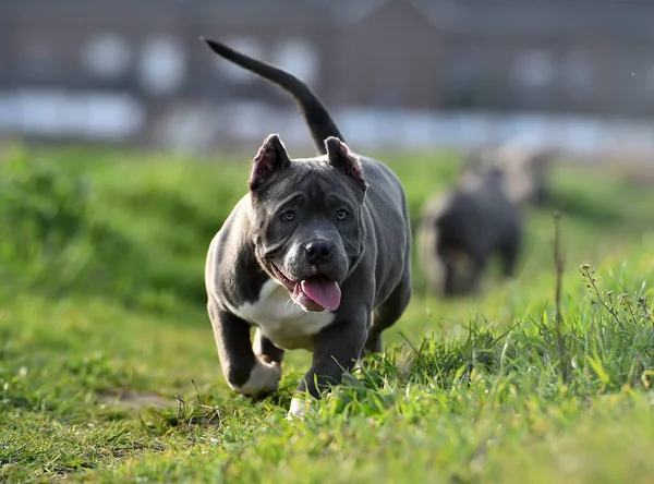 Bully Hund Som Springer Det Gröna Fältet — Stockfoto