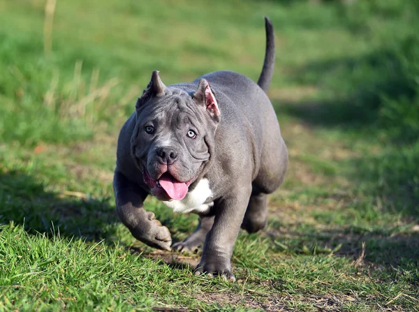 Bully Perro Corriendo Campo Verde —  Fotos de Stock