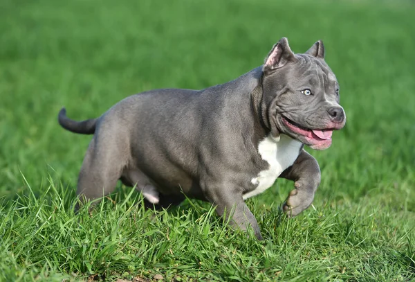 Bully Dog Running Green Field — Stock Photo, Image