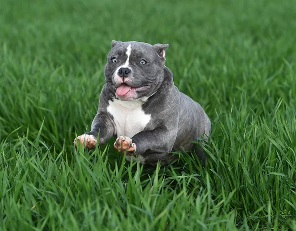 Bully Hund Som Springer Det Gröna Fältet — Stockfoto