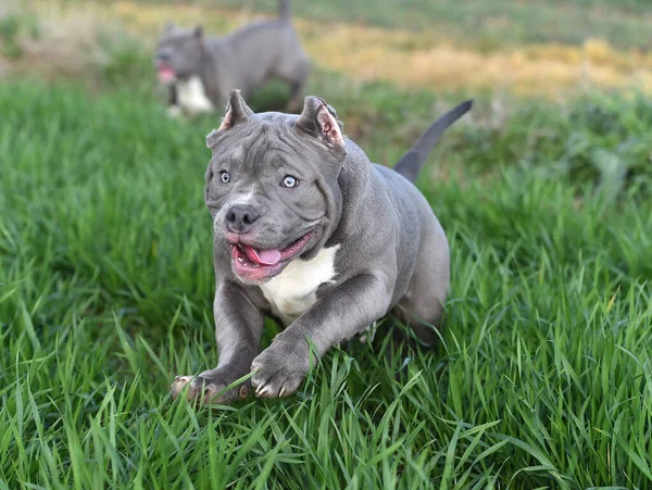 緑の畑を走る強気の犬 — ストック写真