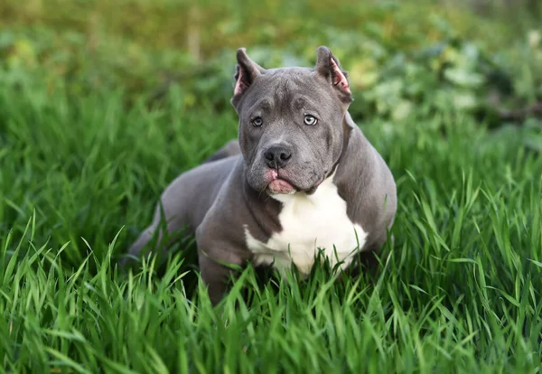 Bully Dog Running Green Field — Stock Photo, Image