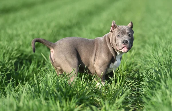 Yeşil alanda koşan zorba köpek.