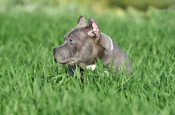 Bully Dog Running Green Field — Stock fotografie
