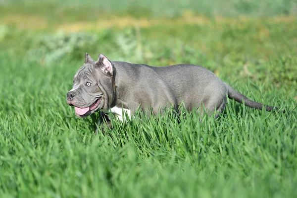 Bully Cão Correndo Campo Verde — Fotografia de Stock