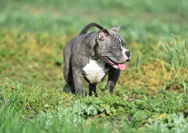Τρομακτικό Σκυλί Τρέχει Στο Πράσινο Πεδίο — Φωτογραφία Αρχείου