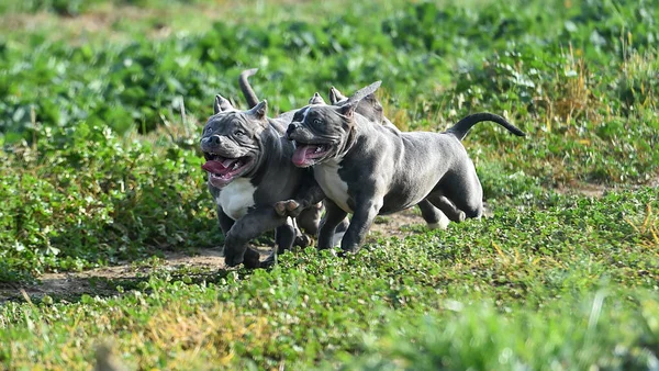 Bully Dog Courir Sur Terrain Vert — Photo