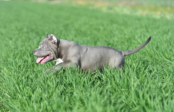 Beau Chien Tyran Américain Dans Champ Vert — Photo