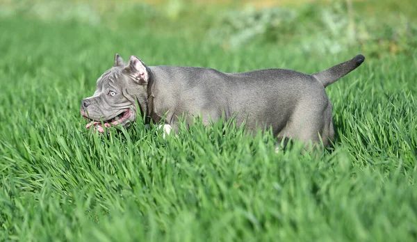 Bellissimo Cane Bullo Americano Nel Campo Verde — Foto Stock