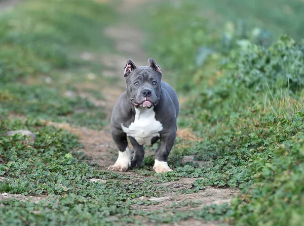 Beau Chien Tyran Américain Dans Champ Vert — Photo