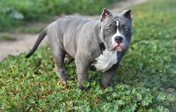 Hermoso Perro Bravucón Americano Campo Verde —  Fotos de Stock