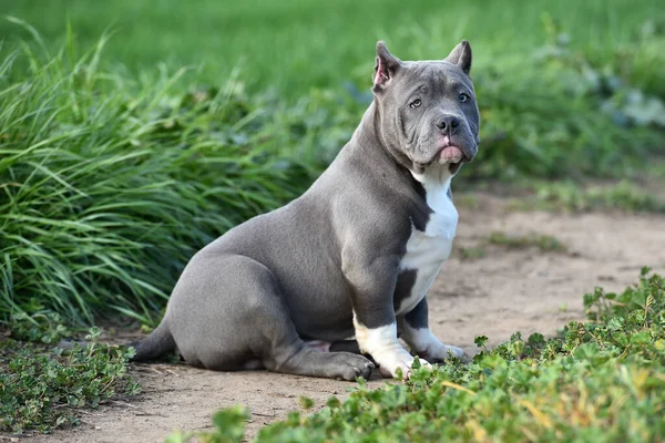 緑の野の美しいアメリカのいじめっ子犬が — ストック写真