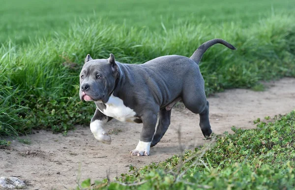 Hermoso Perro Bravucón Americano Campo Verde —  Fotos de Stock