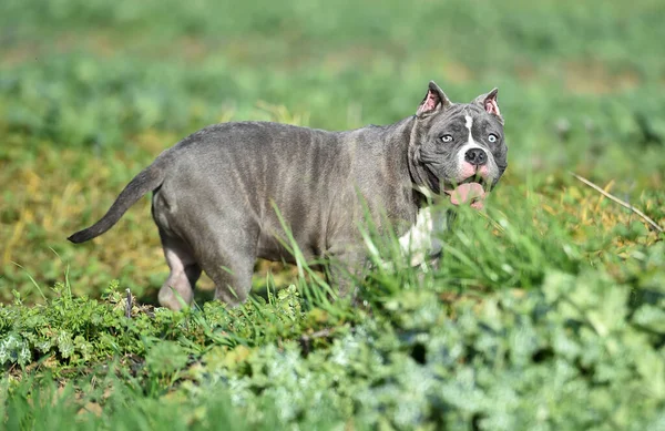 Een Mooie Amerikaanse Bullebak Hond Het Groene Veld — Stockfoto