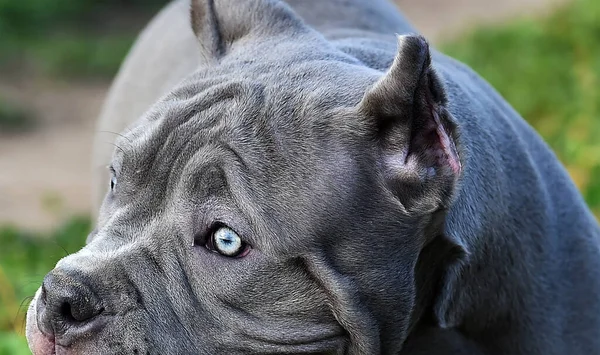 Красивая Собака Бык Зеленом Поле — стоковое фото