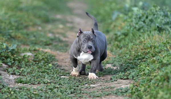 a beautiful american bully dog in the green field