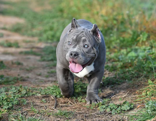 Vacker Amerikansk Mobbare Hund Det Gröna Fältet — Stockfoto