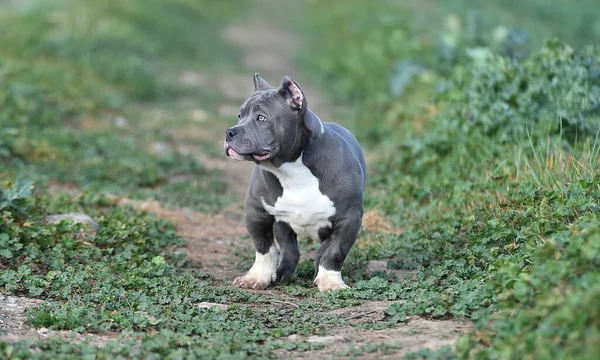 Vacker Amerikansk Mobbare Hund Det Gröna Fältet — Stockfoto