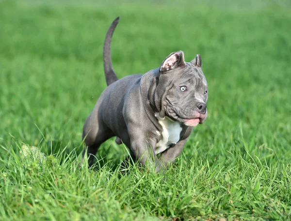 Vacker Amerikansk Mobbare Hund Det Gröna Fältet — Stockfoto