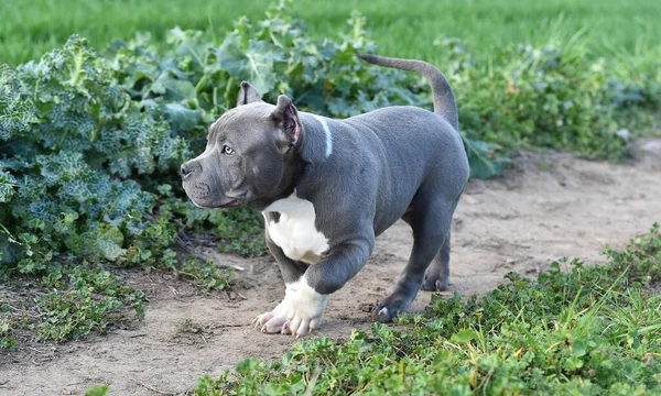 Bellissimo Cane Bullo Americano Nel Campo Verde — Foto Stock