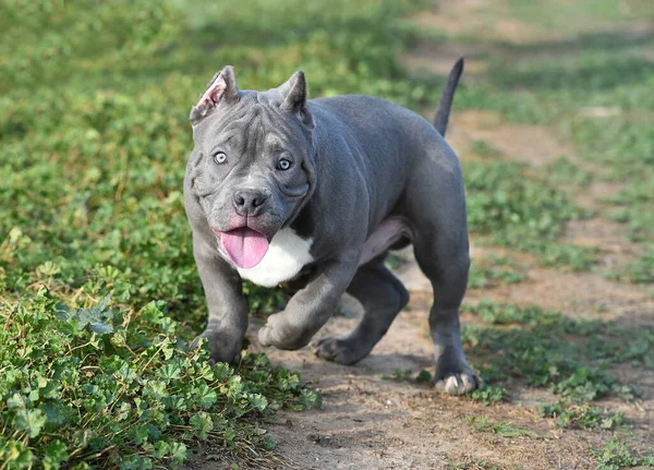 Hermoso Perro Bravucón Americano Campo Verde —  Fotos de Stock