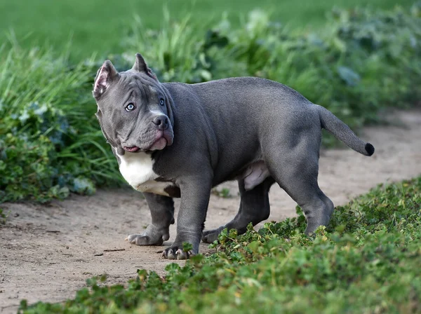 Yeşil Tarlada Güzel Bir Amerikan Zorba Köpeği — Stok fotoğraf