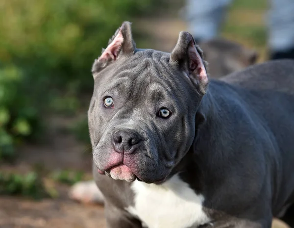 Hermoso Perro Bravucón Americano Campo Verde —  Fotos de Stock