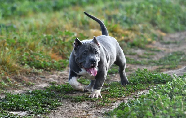 Hermoso Perro Bravucón Americano Campo Verde — Foto de Stock