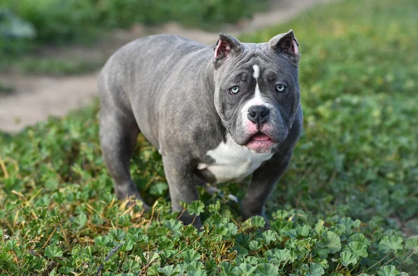 緑の野の美しいアメリカのいじめっ子犬が — ストック写真