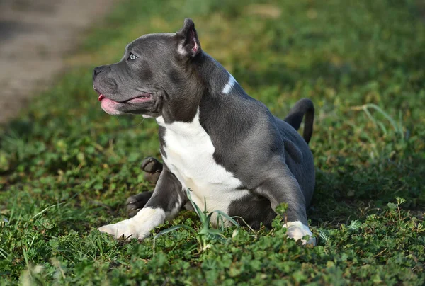 Piękny Amerykański Tyran Pies Zielonym Polu — Zdjęcie stockowe