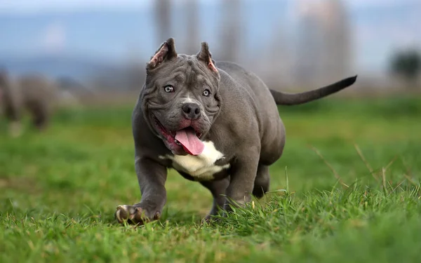 Vacker Amerikansk Mobbare Hund Det Gröna Fältet — Stockfoto