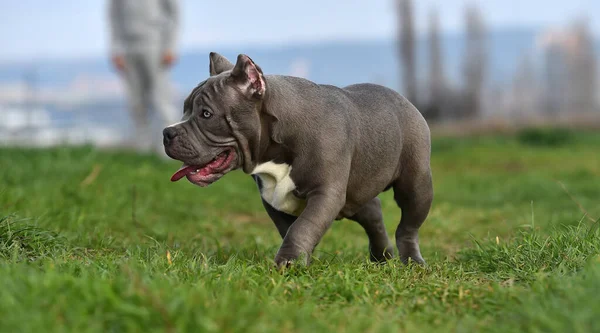 Vacker Amerikansk Mobbare Hund Det Gröna Fältet — Stockfoto